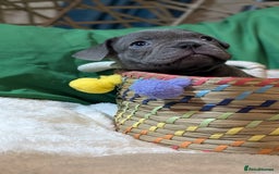 French Bulldog dogs for sale: Stunning French bulldog puppies 🐕 - Image 13