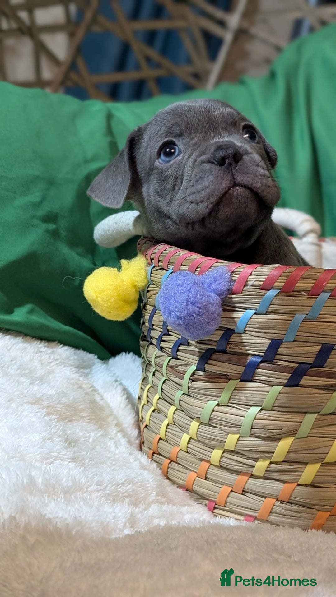French Bulldog dogs for sale: Stunning French bulldog puppies 🐕 - Image 13
