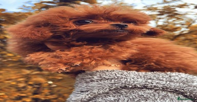 Toy Poodle dogs - Advert 4