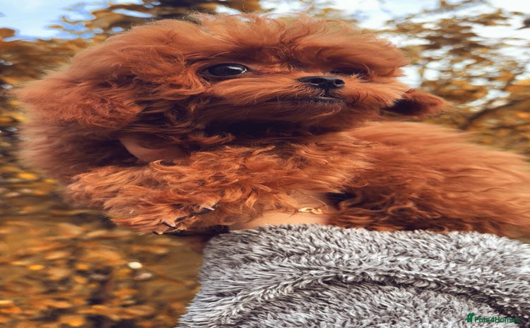 Toy Poodle dogs - Advert 11