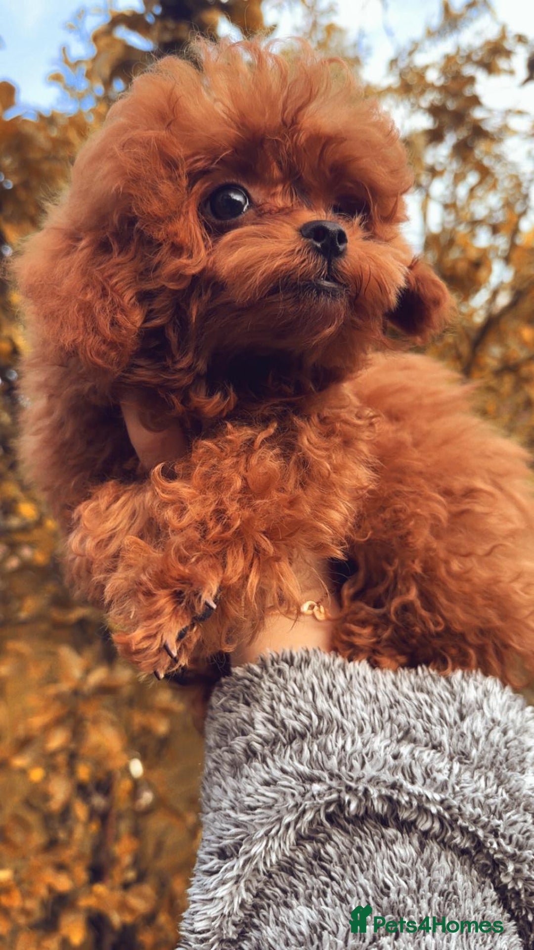 Toy Poodle dogs for sale: Asian Toy Poodle (VERY SMALL) - Image 2
