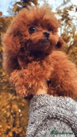 Toy Poodle dogs - Advert 1