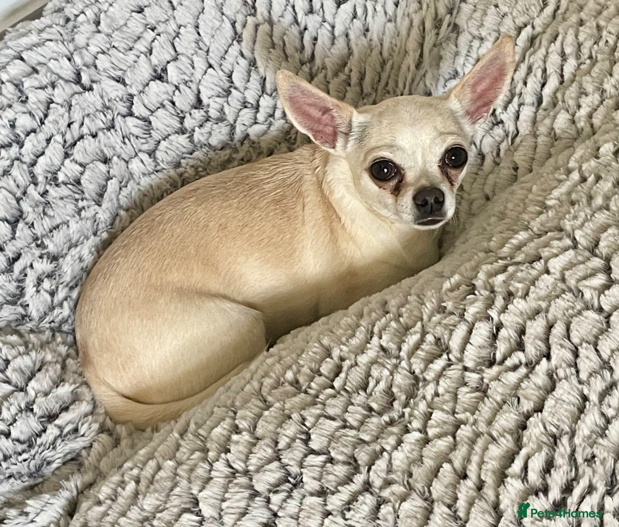 Chihuahua dogs Very Shy 4 yr Female Neutured Chihuahua  - Advert 1