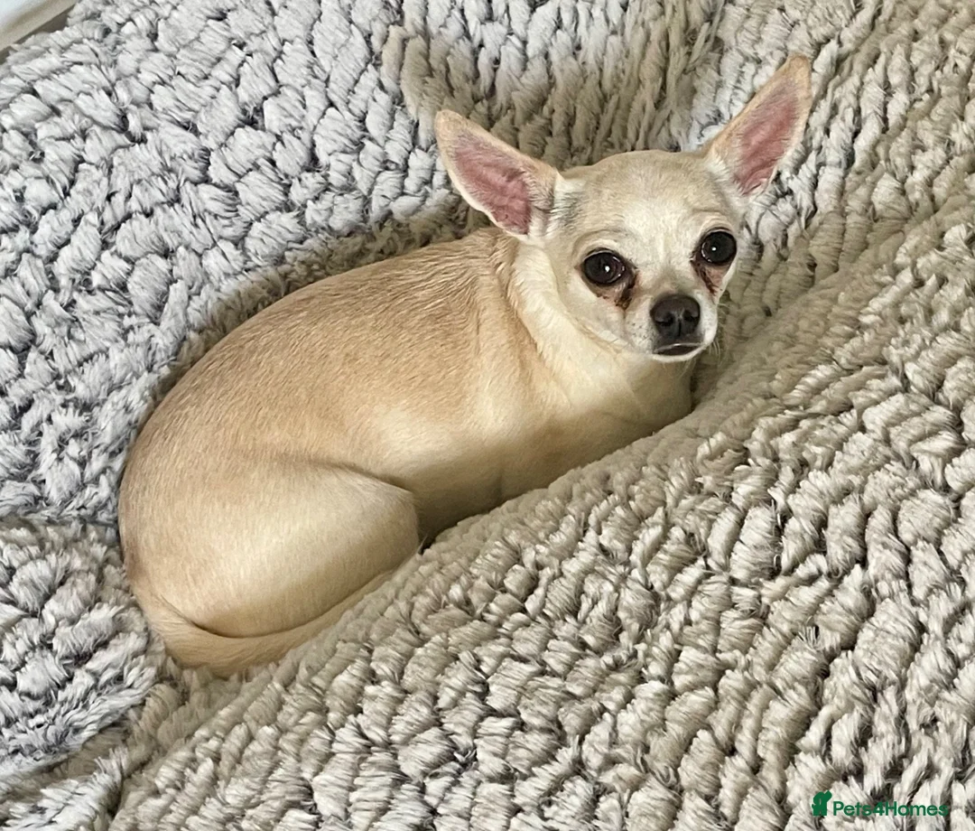 Chihuahua dogs for sale: Very Kind Adult 4 yr Female Neutured Chihuahua  - Advert 1