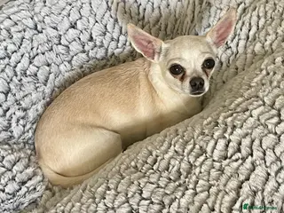 Chihuahua dogs Very Kind Adult 4 yr Female Neutured Chihuahua - Advert 11