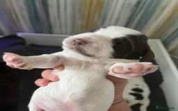 Sprocker dogs for sale: Beautiful Sprocker puppies  - Image 35