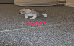 Chihuahua dogs for sale: Small chihuahua puppies  - Advert 3