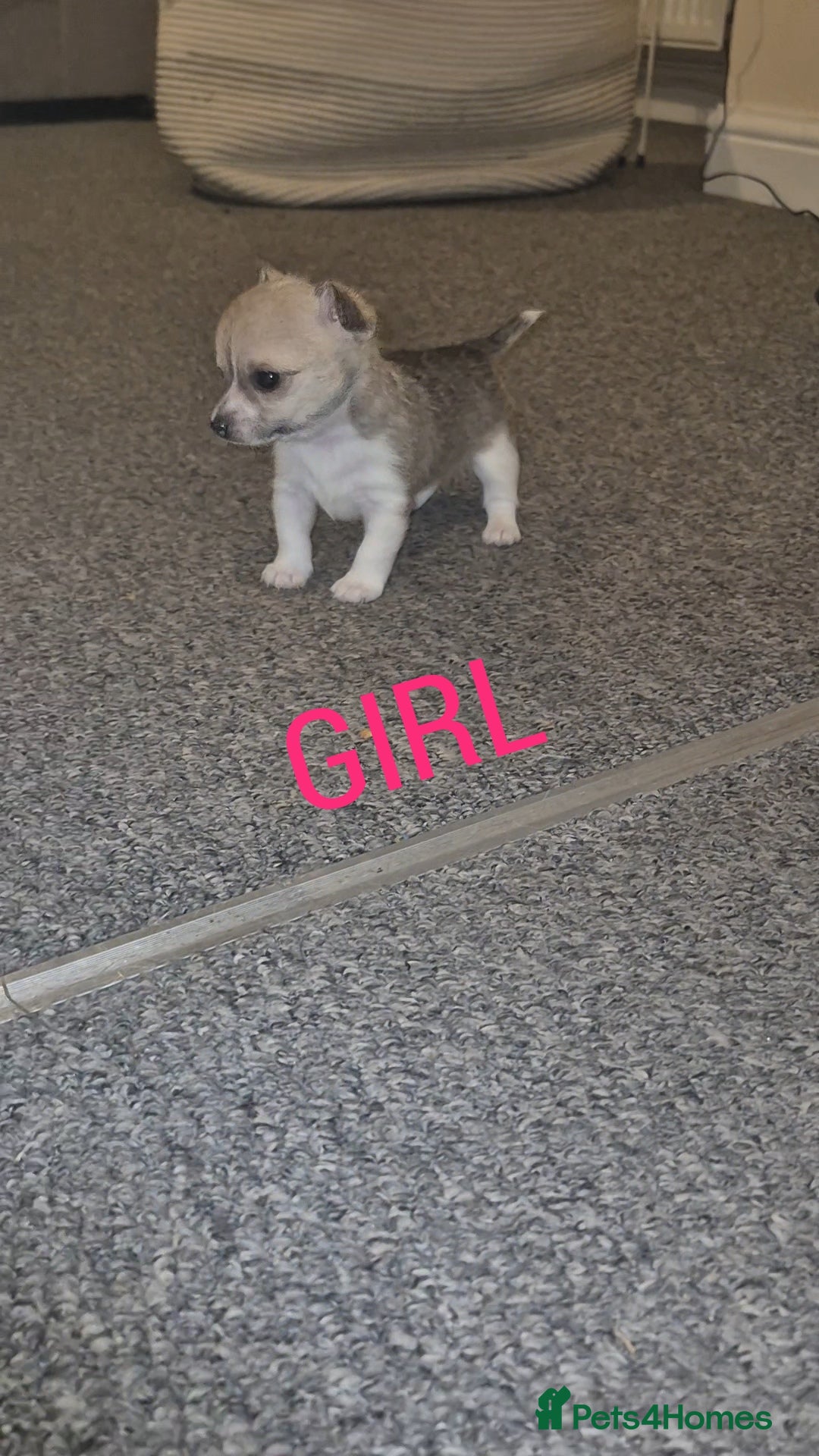 Chihuahua dogs for sale: Small chihuahua puppies  - Advert 3