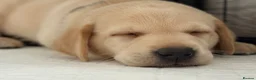 Labrador Retriever dogs for sale: Kennel Club Registered Labrador Puppies 🐾 - Advert 4