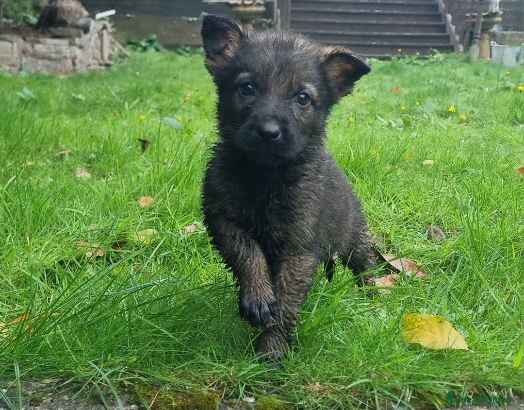 German Shepherd dogs for sale: German Shepherd Puppies - Image 2