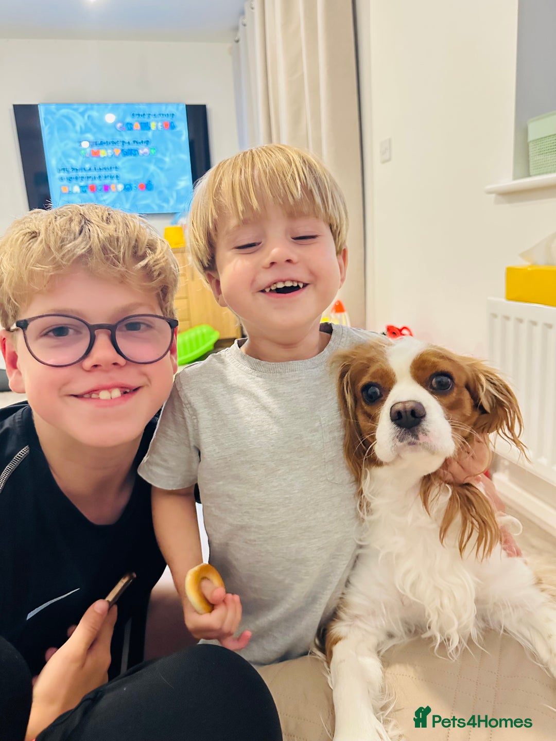 Cavalier King Charles Spaniel dogs for sale: Looking to Rehome my beloved girls. - Image 7