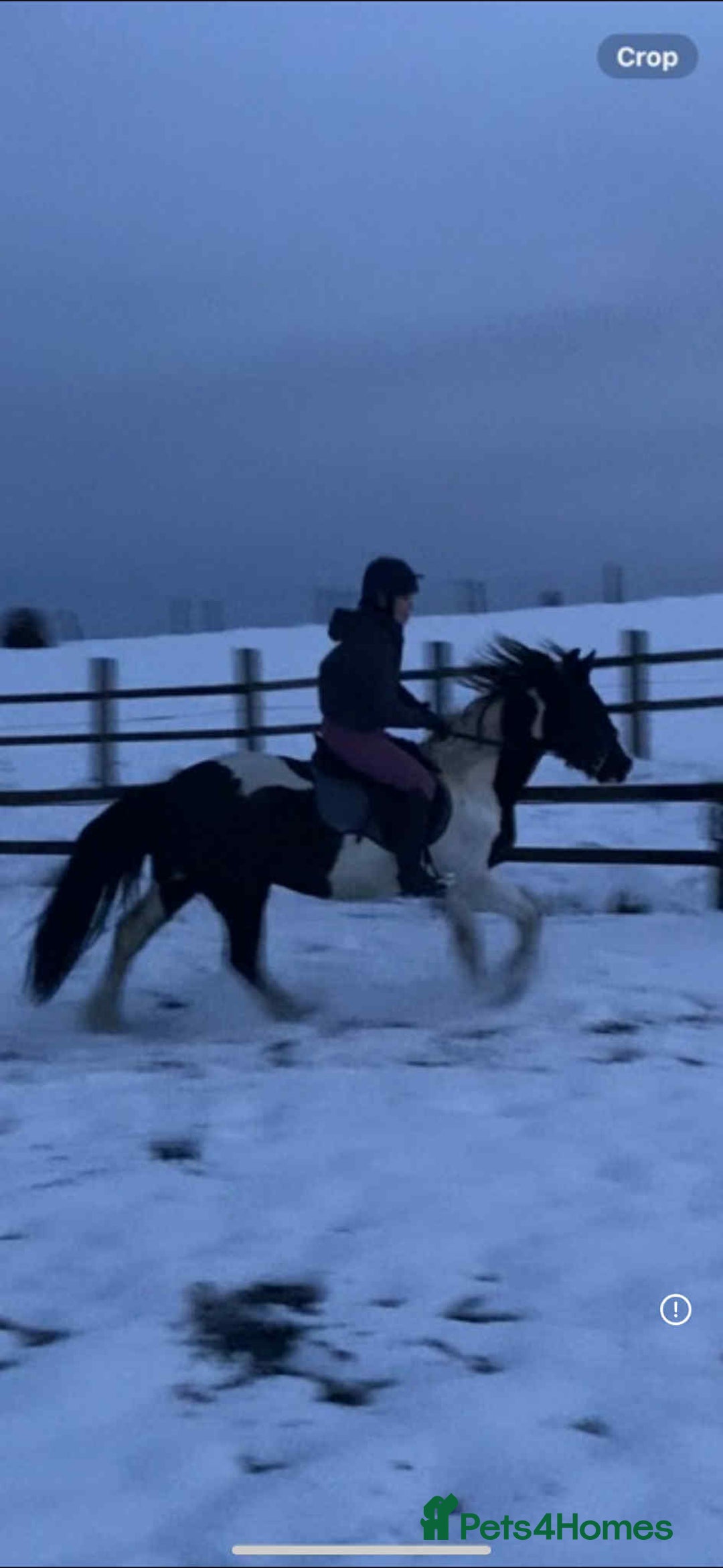 Other Breed horses for sale: Lady athena - Advert 3