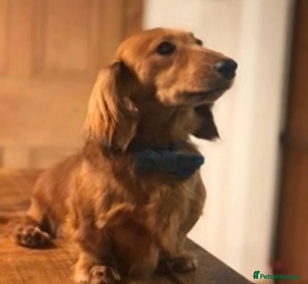 Dachshund dogs for stud: Beautiful Long Haired Miniature Dachshund in Liverpool - Advert 1