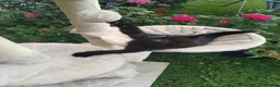 Mixed Breed cats for sale: Black kittens  - Advert 7