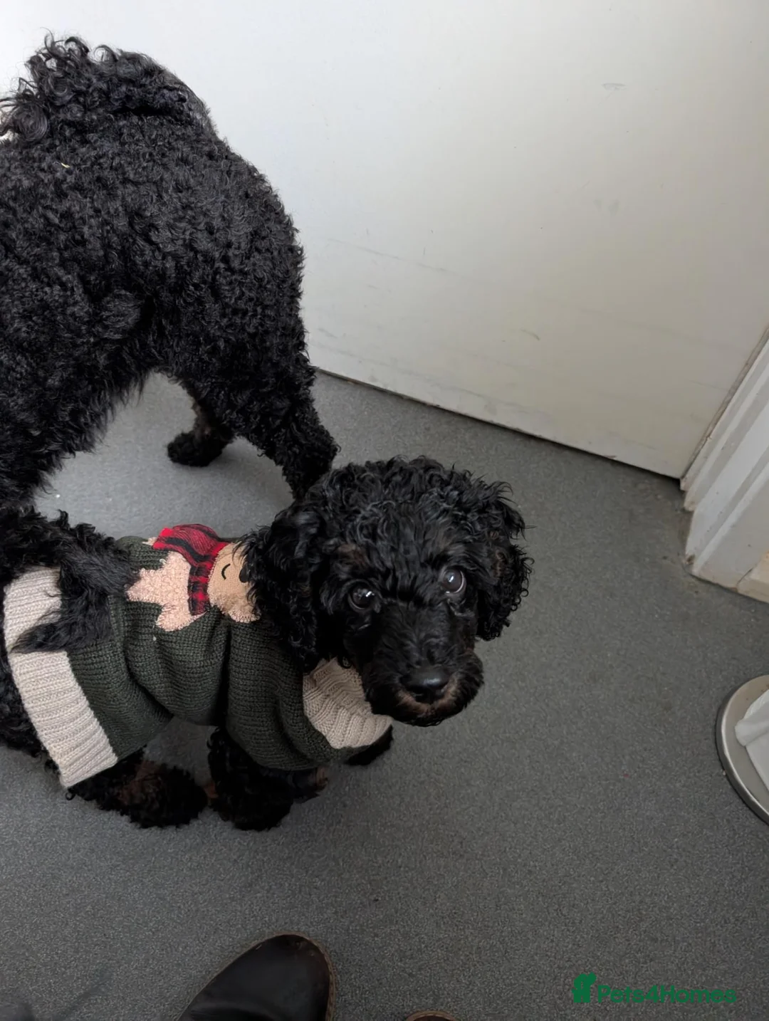 Miniature Poodle dogs for sale: Miniature KC poodles  - Advert 2