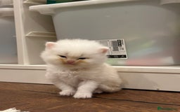 Persian cats for sale: Chinchilla kittens  - Image 20