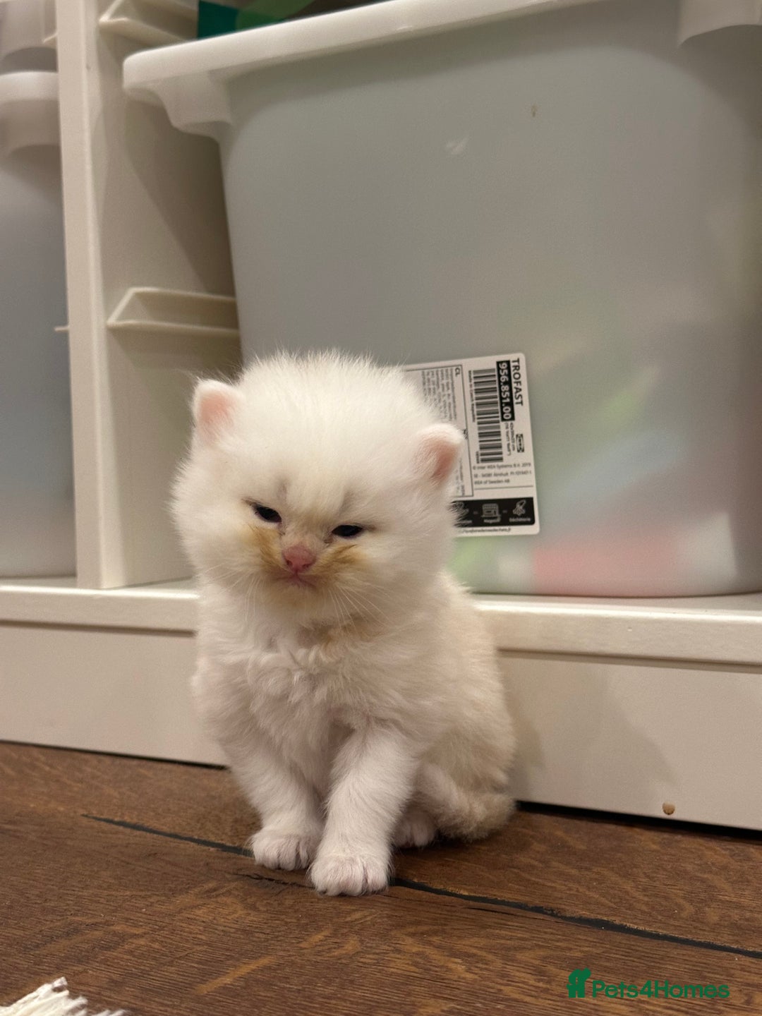 Persian cats for sale: Chinchilla kittens  - Image 20