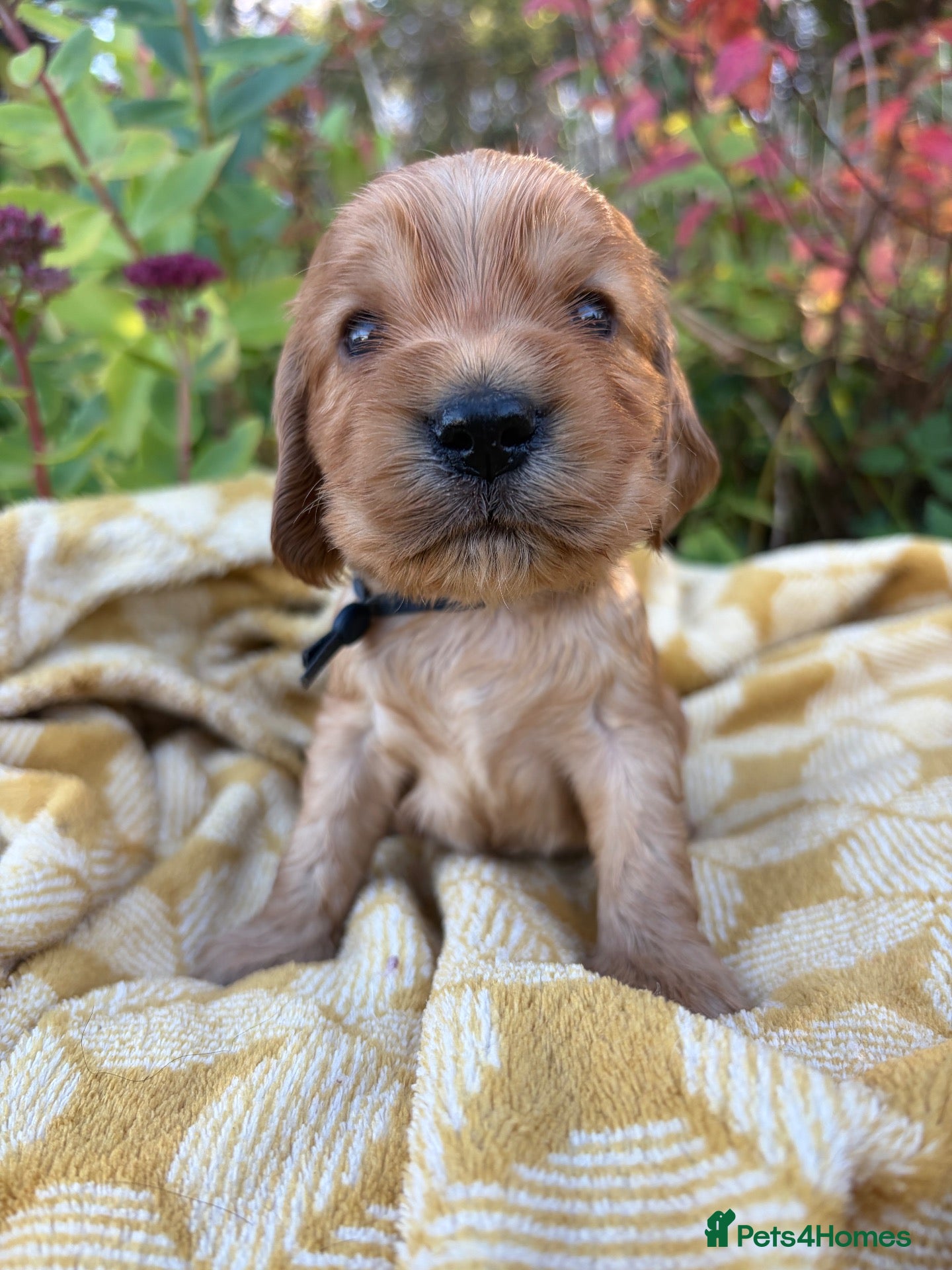 Cocker Spaniel dogs KC show type cocker spaniel (licensed breeder✨)  - Advert 14