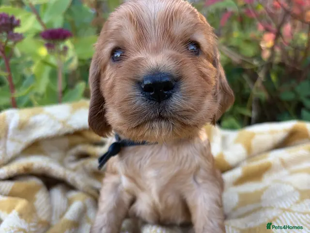 Cocker Spaniel dogs KC show type cocker spaniel (licensed breeder✨) - Advert 14