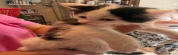 British Longhair cats for sale: 4 kittens british long hair  - Advert 6