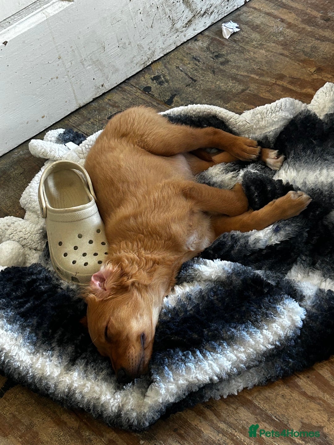 Golden Retriever dogs for sale: Golden Retriever Puppy - Female - Image 3
