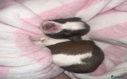 Shih Tzu dogs for sale: NEW Beautiful shih tzu puppies!!  - Image 12