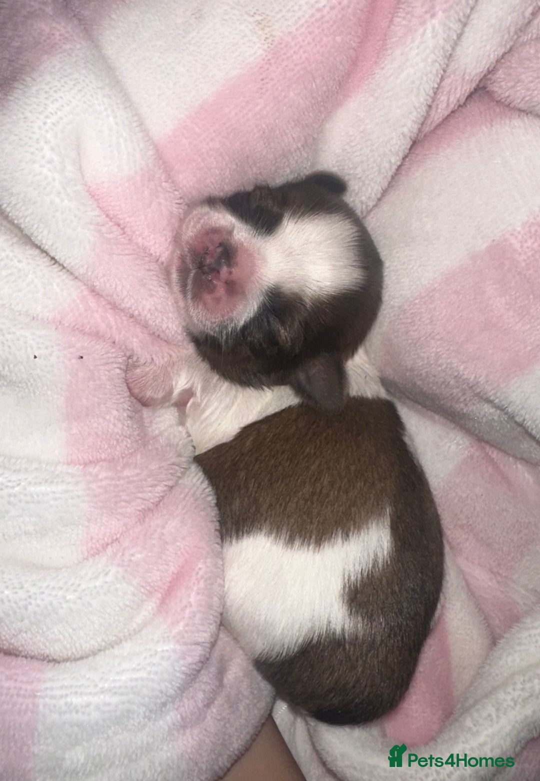 Shih Tzu dogs for sale: NEW Beautiful shih tzu puppies!!  - Image 12
