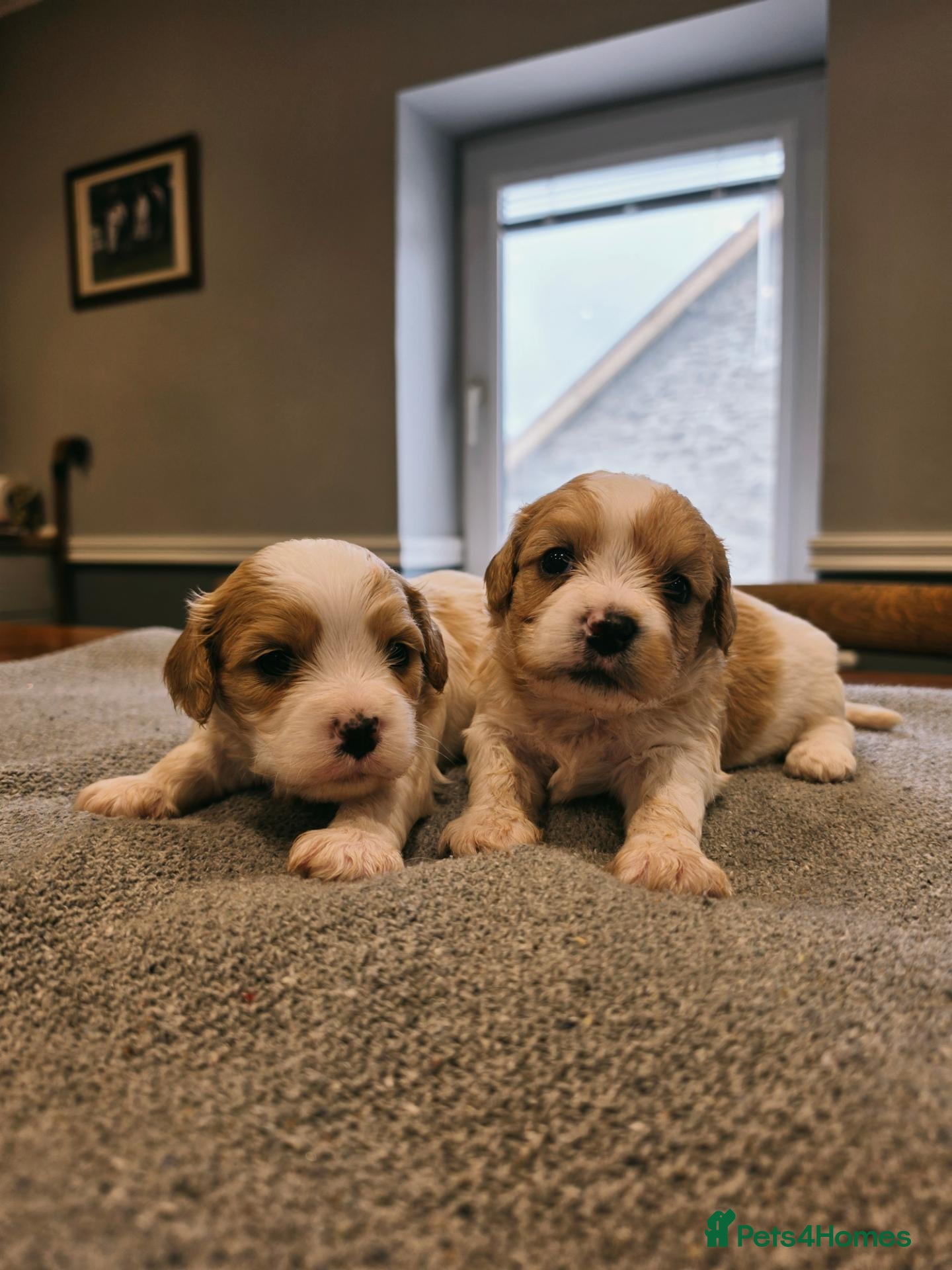 Cavachon dogs 5 GORGEOUS CAVACHONS  - Advert 2