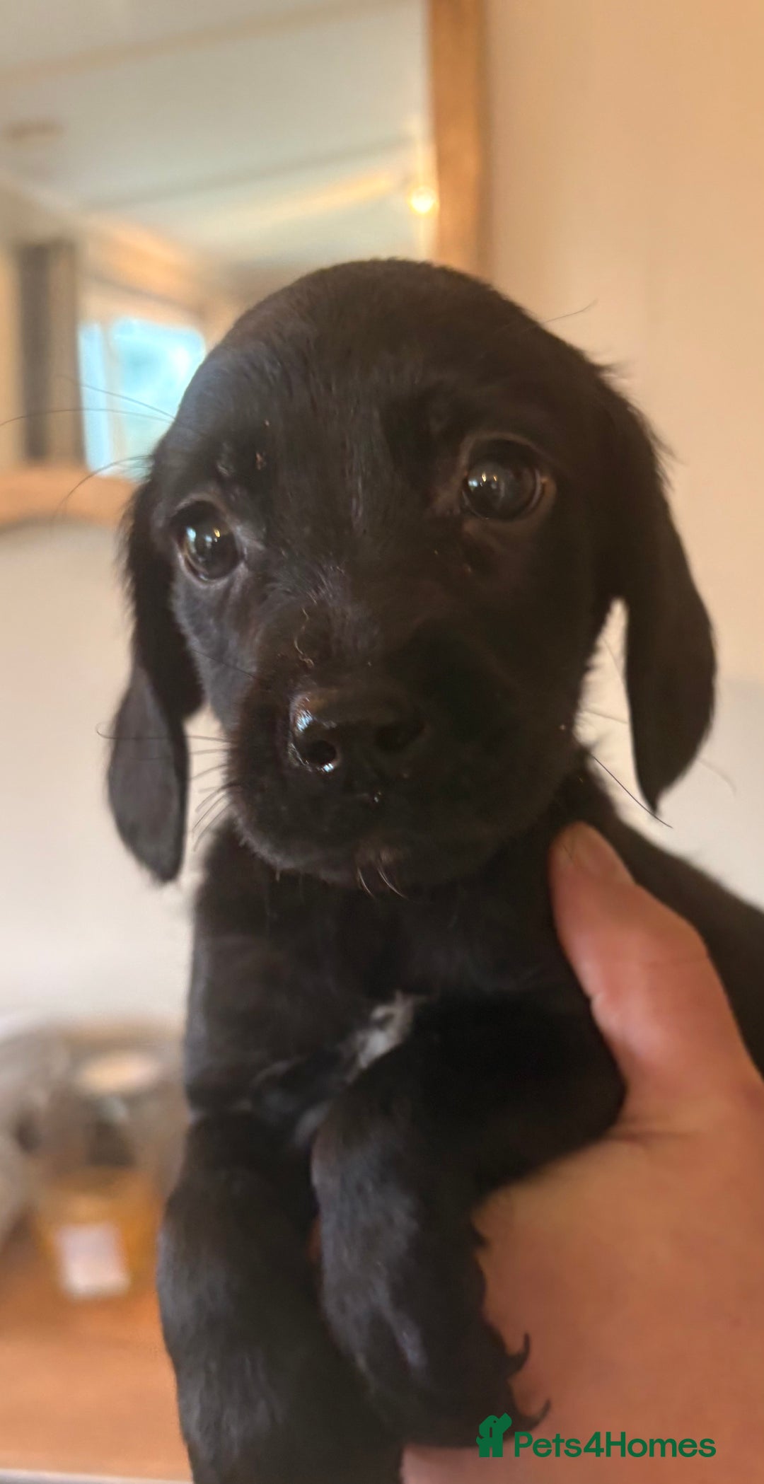 Cockerdor dogs for sale: Beautiful cockerdor puppies - Image 32