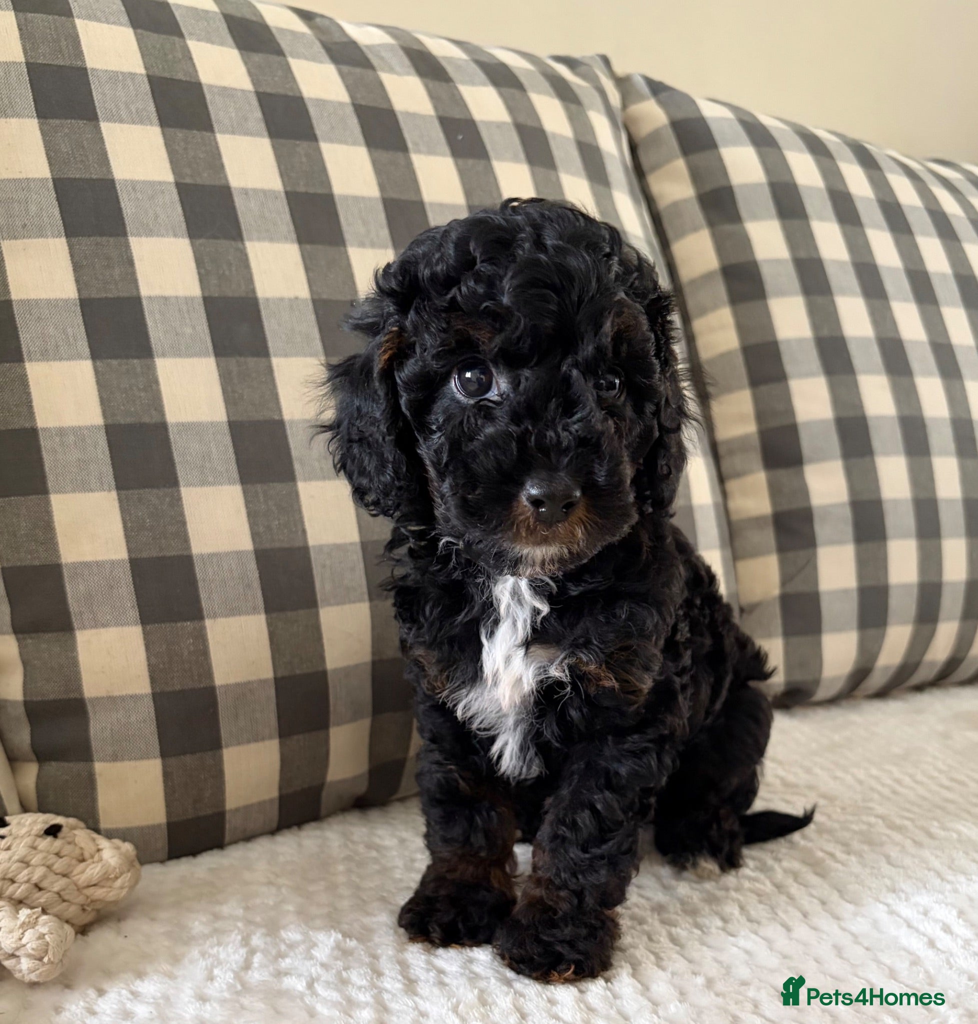 Cockapoo dogs Health tested cockapoo puppies  - Advert 2