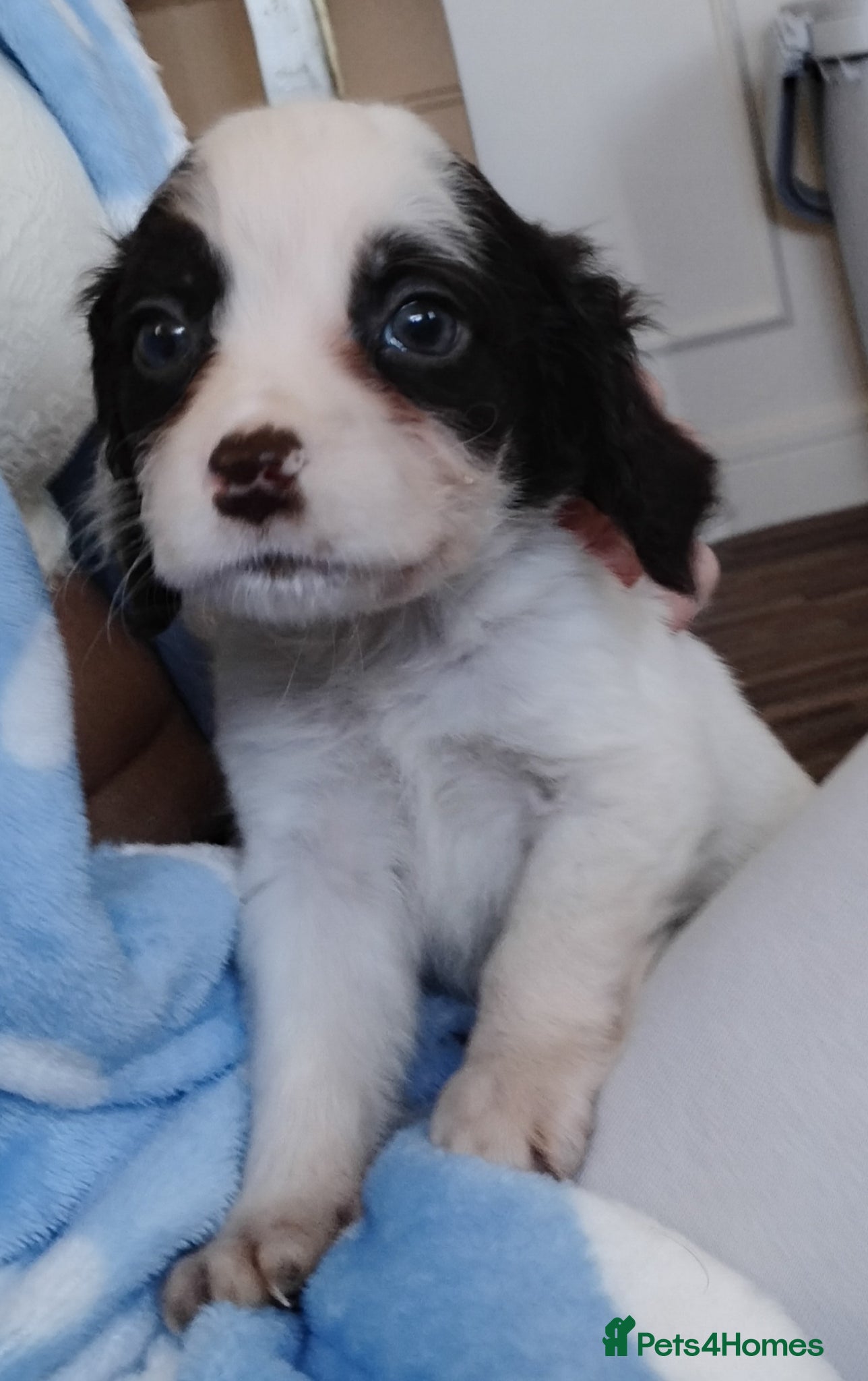 Mixed Breed dogs Last 2 cocker spaniel puppies available  - Advert 5