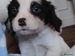 Mixed Breed dogs Last 2 cocker spaniel puppies available - Advert 5