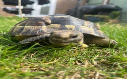 Tortoise reptiles for sale: Spurthigh tortoise - Image 2