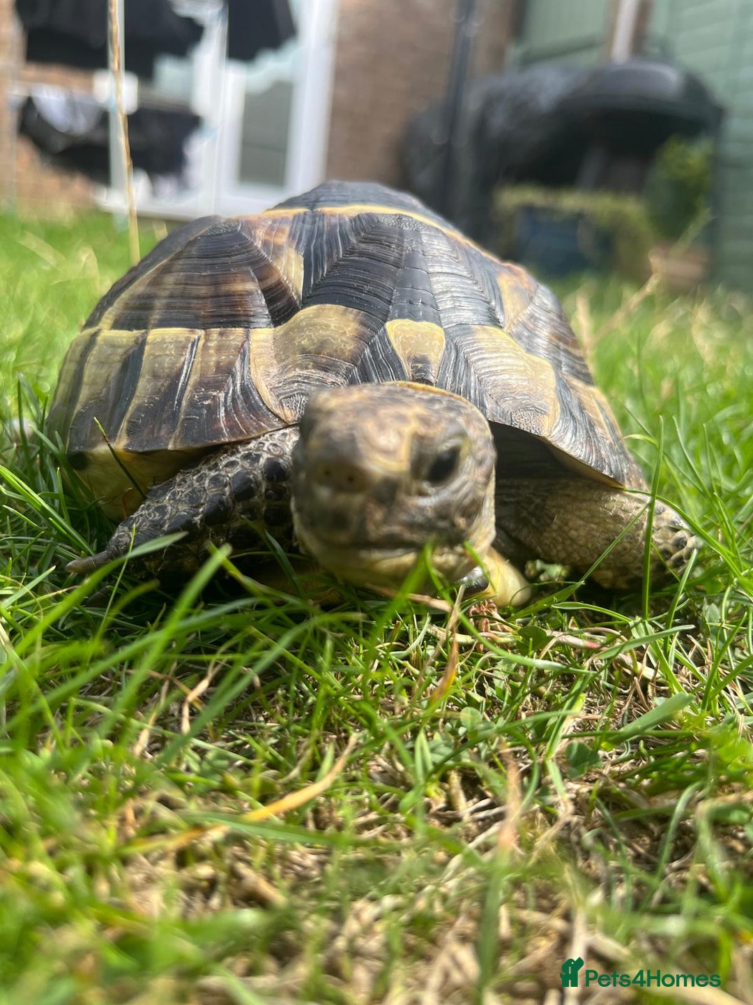 Tortoise reptiles for sale: Spurthigh tortoise - Image 2