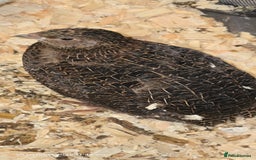 Quail poultry for sale: 🌟 Adult Quails for Sale! 🌟 - Image 10