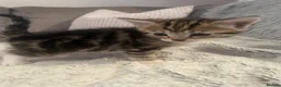 Domestic Shorthair cats for sale: 3 adorable kittens looking for their forever home  - Advert 3