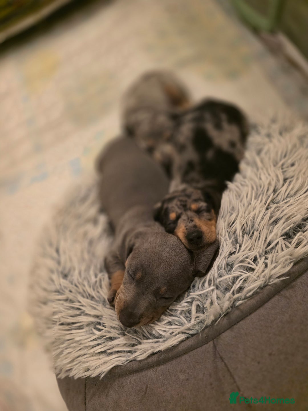 Miniature Dachshund dogs for sale: Amazing miniture dachshund puppies  - Image 11