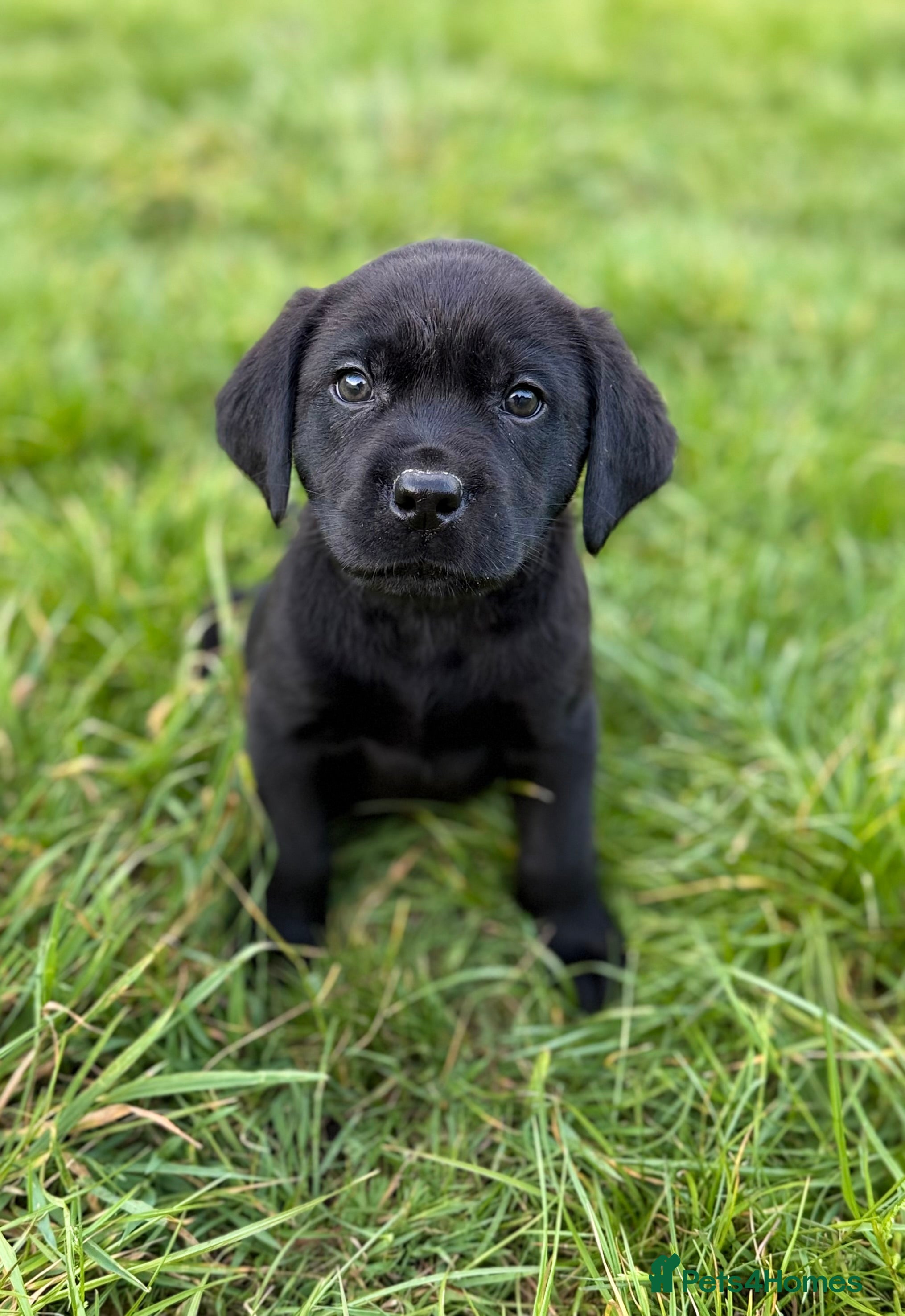 Labrador Retriever dogs New Arrivals at Westfena 🐾 Labradors  - Advert 2