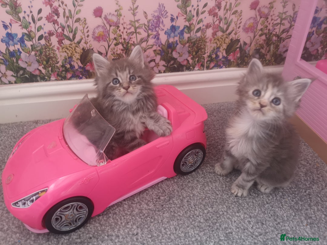 Maine Coon cats for sale: Maine Coon Kittens Parents Fully Health Tested - Image 1