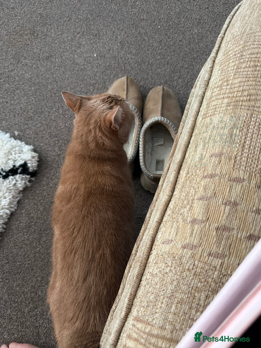 Mixed Breed cats for sale: Lovely ginger female - Advert 2