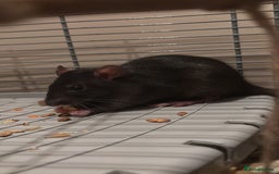 Rat rodents for sale: 16 week old female rats for sale - Image 1