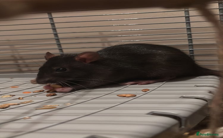 Rat rodents - Advert 2