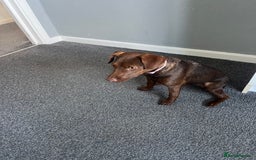 Patterdale Terrier dogs for sale: Female Patterdale Pup - Image 6