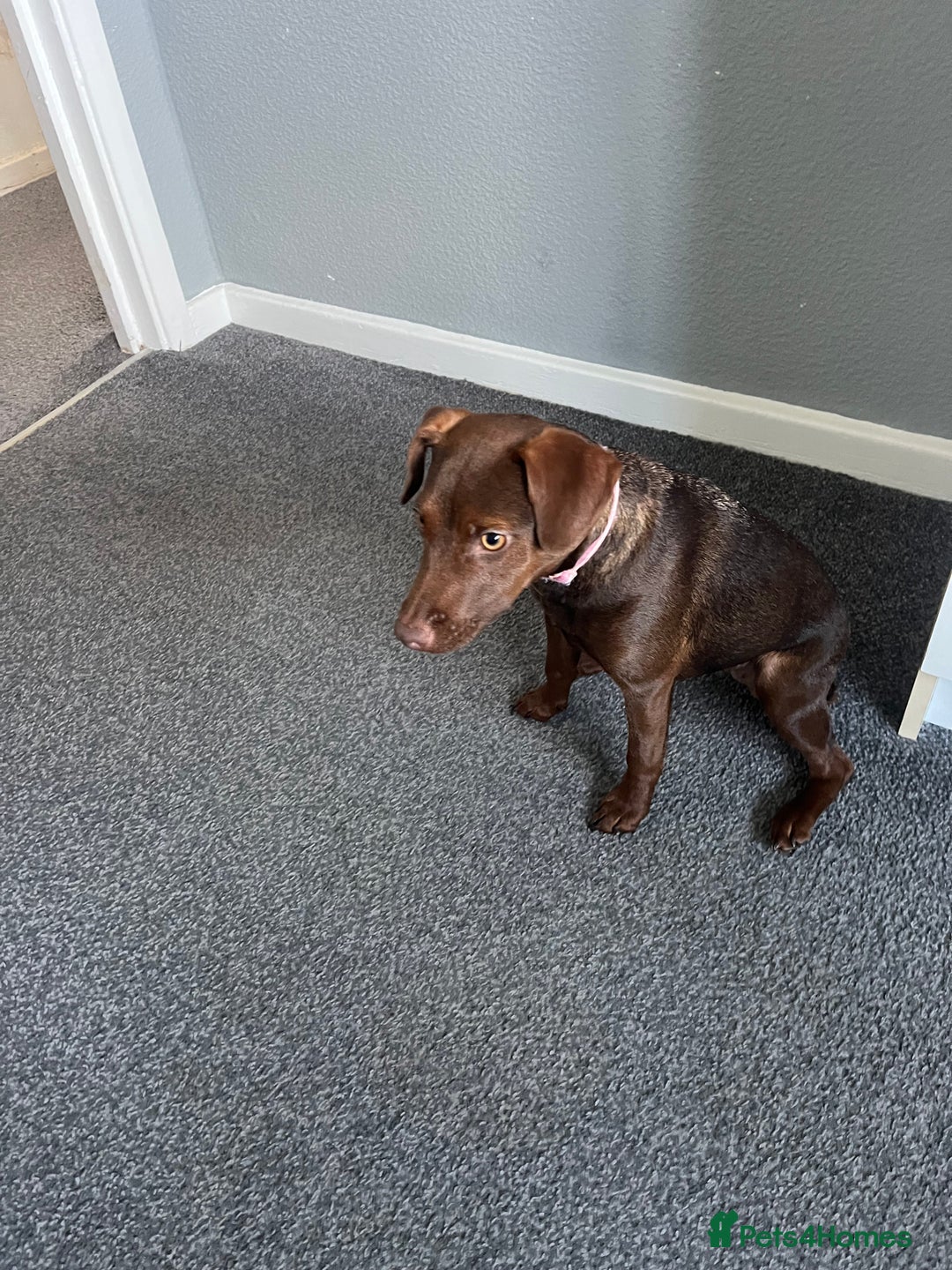 Patterdale Terrier dogs for sale: Female Patterdale Pup - Image 6