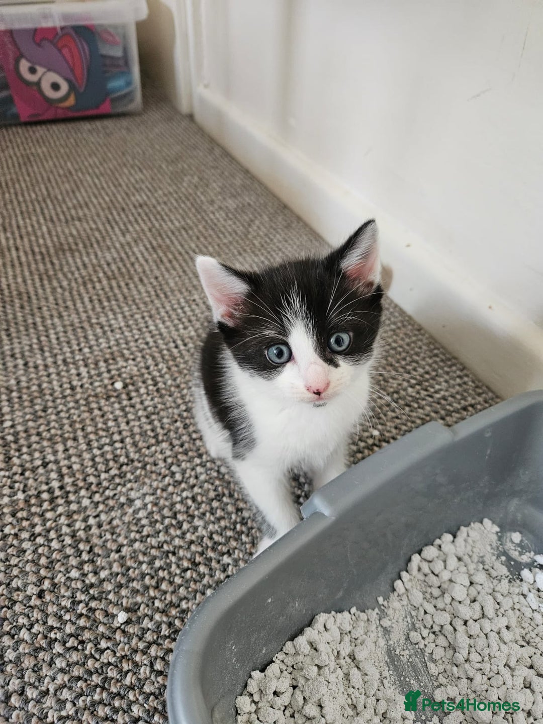 British Shorthair cats for sale: 1 gorgeous loving kitten left! - Image 1