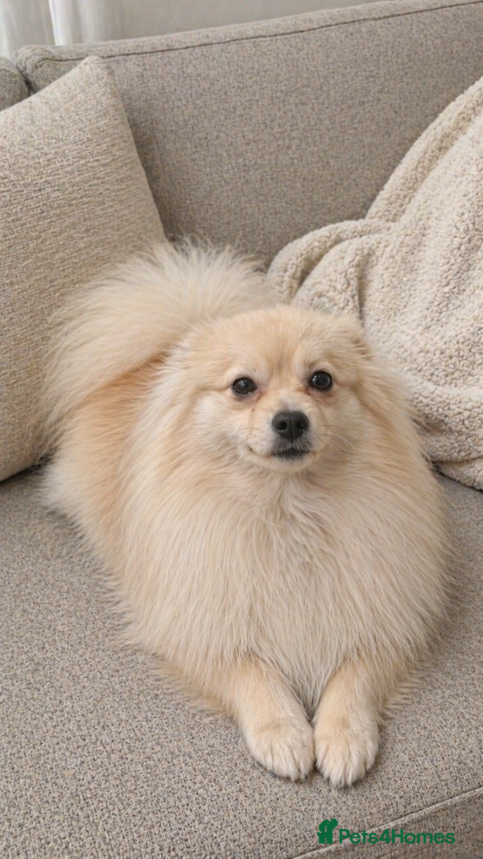 Pomeranian dogs Male Pomeranian - Advert 1