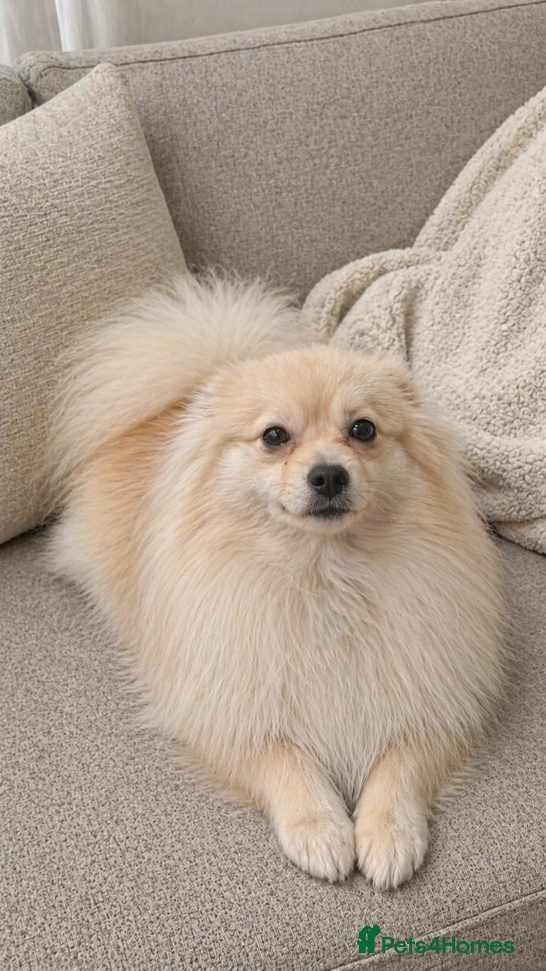 Pomeranian dogs for sale: Male Pomeranian - Advert 1