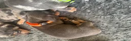 Dachshund dogs for sale: 9 amazing dapple dachshund puppys  - Advert 15