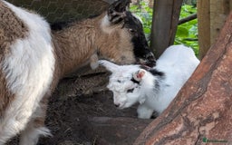 Goats livestock for sale: Baby Pygmy Goats – 2 Girls & 1 Boy (Neutered) - Image 4