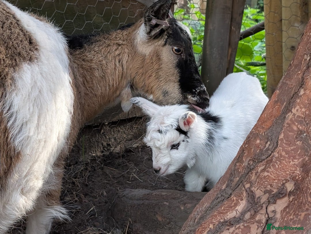 Goats livestock for sale: Baby Pygmy Goats – 2 Girls & 1 Boy (Neutered) - Image 4
